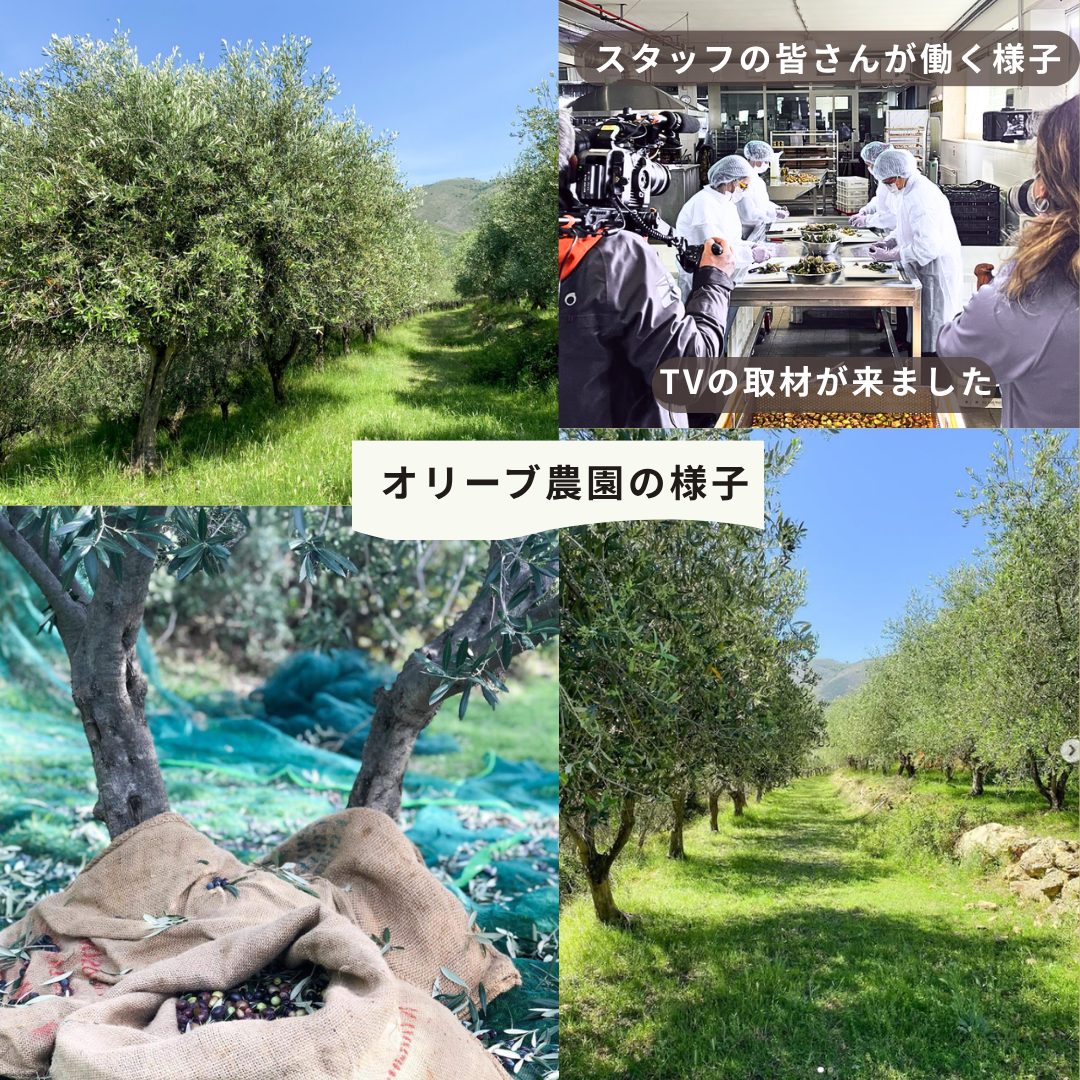 ＊マイルドでエレガント　Sommariva（ソンマリヴァ）【 Muela / ムエラ 】エクストラヴァージン・オリーブオイル  500ml